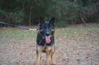 Ozzie, a male German Shepherd Dog for sale in Salisbury, NC – 2 of 5