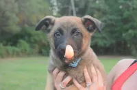 Arlo, a male German Shepherd Dog and Dutch Shepherd for sale in Salisbury, NC – 4 of 4