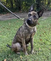 Margo, a female Dutch Shepherd for sale in Salisbury, NC – 4 of 7