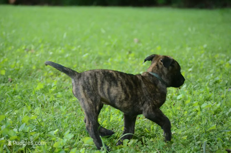 Killian – Dutch Shepherd puppy for sale in Salisbury, NC