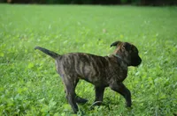 Killian, a male Dutch Shepherd for sale in Salisbury, NC – 1 of 8