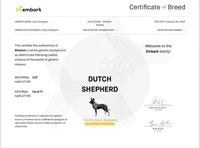 Jinx, a female Dutch Shepherd for sale in Salisbury, NC – 7 of 7