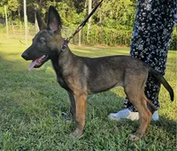 Jinx, a female German Shepherd Dog and Dutch Shepherd for sale in Salisbury, NC – 4 of 6