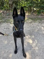 Mia, a female Belgian Malinois and Dutch Shepherd for sale in Salisbury, NC – 8 of 8