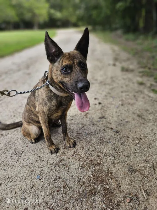 Margo – Dutch Shepherd puppy for sale in Salisbury, NC