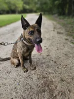 Margo, a female Dutch Shepherd for sale in Salisbury, NC – 1 of 8