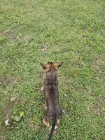 Emma, a female German Shepherd Dog and Dutch Shepherd for sale in Salisbury, NC – 5 of 5