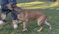 Katie, a female Belgian Malinois for sale in Salisbury, NC – 2 of 6
