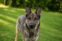 Yana, a female German Shepherd Dog and Dutch Shepherd for sale in Salisbury, NC – 2 of 2