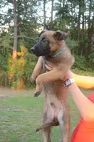 Arlo, a male German Shepherd Dog and Dutch Shepherd for sale in Salisbury, NC – 2 of 4