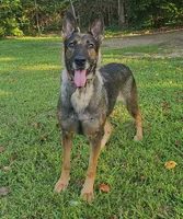 Ashe, a female German Shepherd Dog for sale in Salisbury, NC – 2 of 4