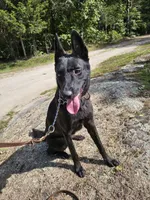 Mia, a female Belgian Malinois and Dutch Shepherd for sale in Salisbury, NC – 3 of 8