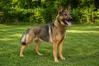 Yana, a female German Shepherd Dog and Dutch Shepherd for sale in Salisbury, NC – 1 of 2