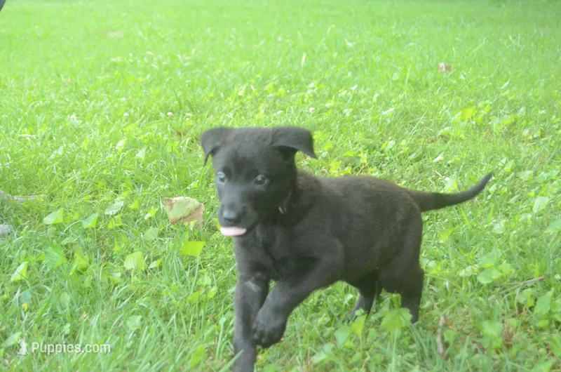 Brynn – Dutch Shepherd puppy for sale in Salisbury, NC