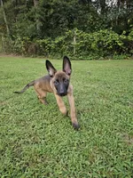 Anna, a female German Shepherd Dog and Dutch Shepherd for sale in Salisbury, NC – 2 of 5