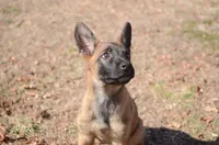 Zoey, a female German Shepherd Dog for sale in Salisbury, NC – Photo 2 of 6