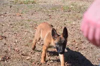 Zoey, a female German Shepherd Dog for sale in Salisbury, NC – Photo 5 of 6