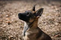 Zoey, a female German Shepherd Dog for sale in Salisbury, NC – Photo 4 of 6