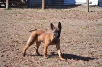 Zoey, a female German Shepherd Dog for sale in Salisbury, NC – Photo 6 of 6
