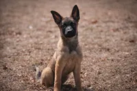 Zoey, a female German Shepherd Dog for sale in Salisbury, NC – Photo 1 of 6