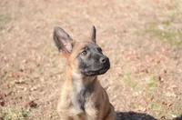 Zoey, a female German Shepherd Dog for sale in Salisbury, NC – Photo 3 of 6