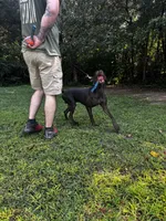 Lenny, a male German Shorthaired Pointer for sale in Salisbury, NC – Photo 4 of 7
