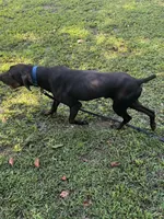 Lenny, a male German Shorthaired Pointer for sale in Salisbury, NC – Photo 7 of 7