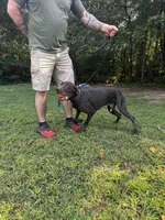 Lenny, a male German Shorthaired Pointer for sale in Salisbury, NC – Photo 5 of 7
