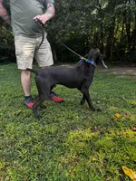 Lenny, a male German Shorthaired Pointer for sale in Salisbury, NC – Photo 6 of 7