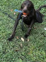 Lenny, a male German Shorthaired Pointer for sale in Salisbury, NC – Photo 1 of 7