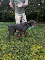 Lenny, a male German Shorthaired Pointer for sale in Salisbury, NC – Photo 3 of 7