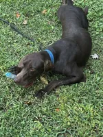Lenny, a male German Shorthaired Pointer for sale in Salisbury, NC – Photo 2 of 7