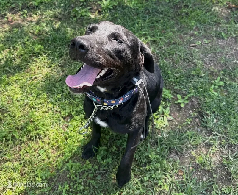 Annabelle – Labrador Retriever puppy for sale in Salisbury, NC
