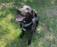 Annabelle, a female Labrador Retriever for sale in Salisbury, NC – 1 of 5