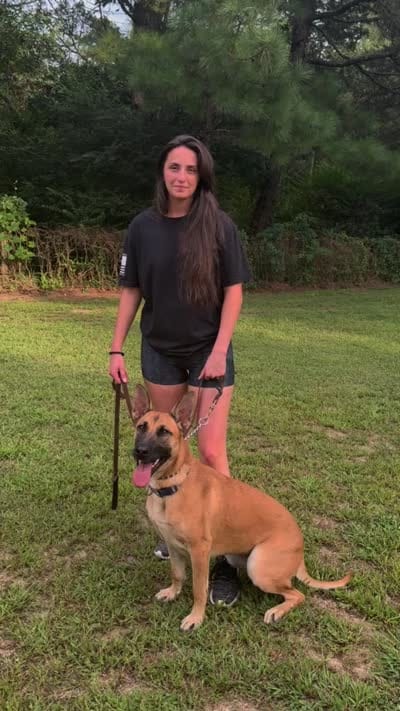 Katie, a female Belgian Malinois for sale in Salisbury, NC – 6 of 6