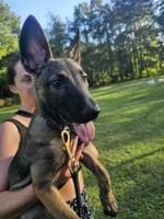 Jinx, a female German Shepherd Dog and Dutch Shepherd for sale in Salisbury, NC – 3 of 6