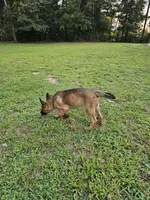 Anna, a female German Shepherd Dog and Dutch Shepherd for sale in Salisbury, NC – 3 of 5