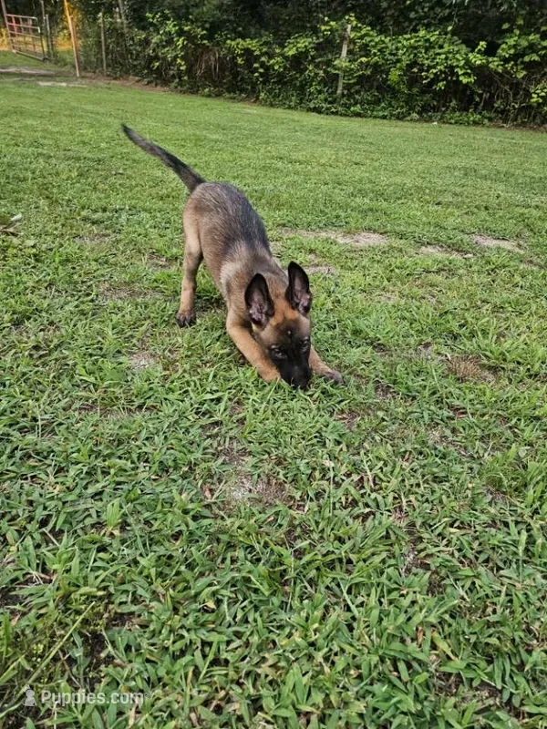 Anna – German Shepherd Dog, Dutch Shepherd puppy for sale in Salisbury, NC