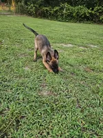 Anna, a female German Shepherd Dog and Dutch Shepherd for sale in Salisbury, NC – 1 of 5