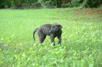 Jinx, a female Dutch Shepherd for sale in Salisbury, NC – 2 of 7