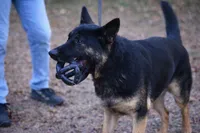 Ozzie, a male German Shepherd Dog for sale in Salisbury, NC – 3 of 5