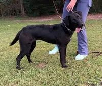 Annabelle, a female Labrador Retriever for sale in Salisbury, NC – 2 of 5