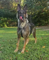Ashe, a female German Shepherd Dog for sale in Salisbury, NC – 3 of 4