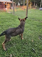 Emma, a female German Shepherd Dog and Dutch Shepherd for sale in Salisbury, NC – 3 of 5
