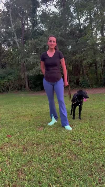 Annabelle, a female Labrador Retriever for sale in Salisbury, NC – 5 of 5