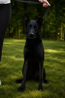 Aries, a male Dutch Shepherd for sale in Salisbury, NC – 2 of 2
