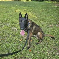 Sniper, a male Belgian Malinois for sale in Salisbury, NC – Photo 1 of 3