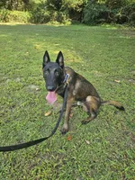 Sniper, a male Belgian Malinois for sale in Salisbury, NC – Photo 1 of 3