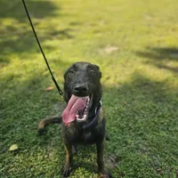 Sniper, a male Belgian Malinois for sale in Salisbury, NC – Photo 2 of 3