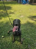 Sniper, a male Belgian Malinois for sale in Salisbury, NC – Photo 2 of 3